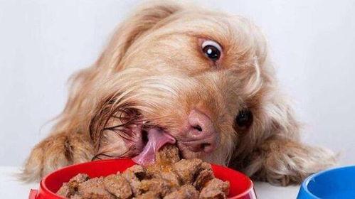 给狗狗吃瓠瓜,瓠瓜营养食谱大揭秘